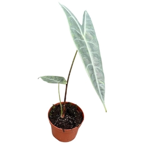 Alocasia Overig Longiloba Silver