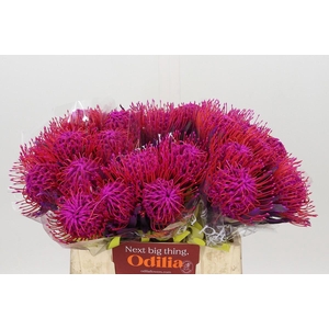 Nutans Painted Cerise