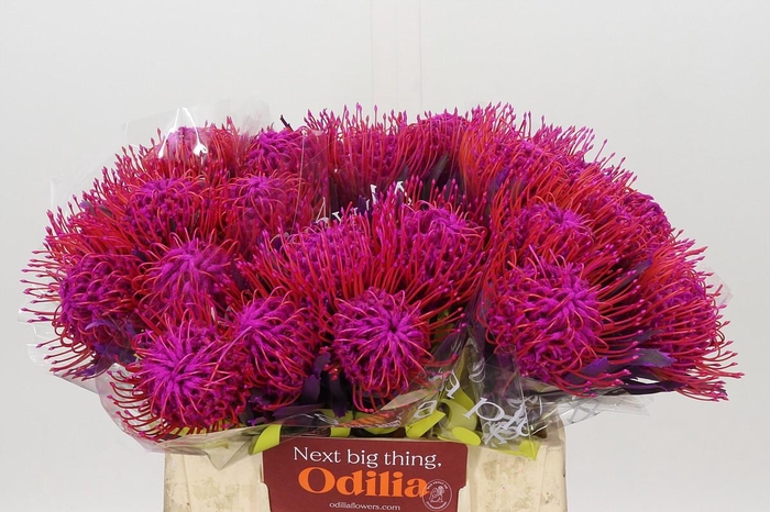 <h4>Nutans Painted Cerise</h4>