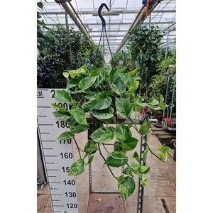 Epipremnum Marble Queen hangplant