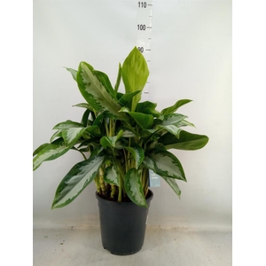 Aglaonema  'Diamond Bay'