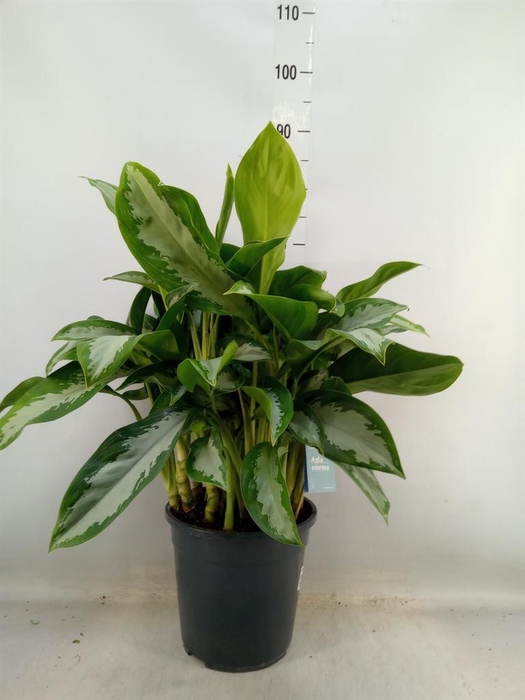 <h4>Aglaonema  'Diamond Bay'</h4>