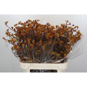 Anigozanthos Bush Sunset