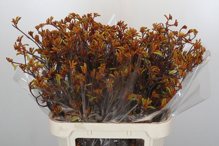 Anigozanthos Bush Sunset