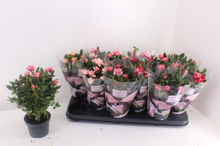 <h4>RO VICTORY GEM</h4>