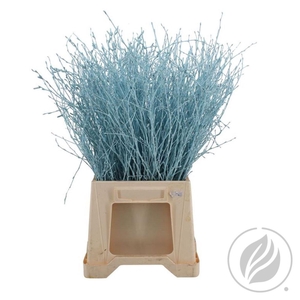 Birch 70cm Light Blue