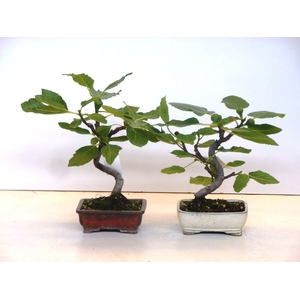 ficus carica