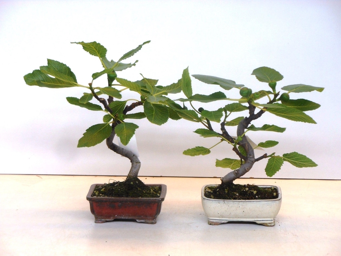 <h4>ficus carica</h4>