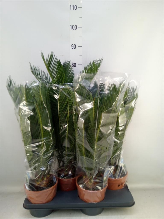 <h4>Cycas revoluta</h4>