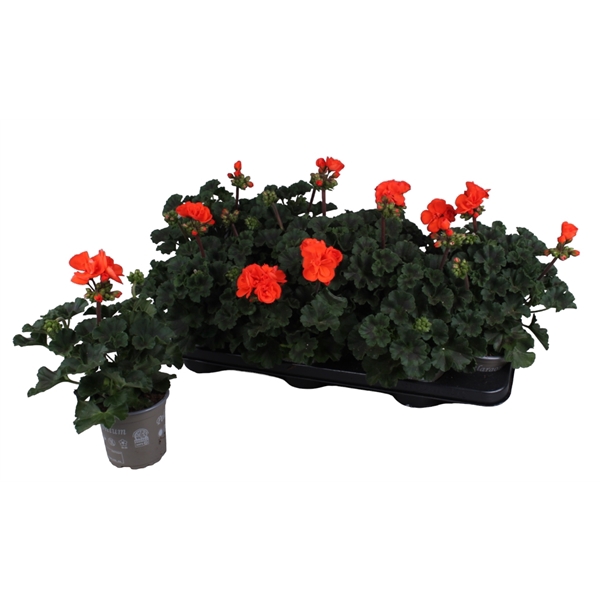 <h4>Pelargonium Zonale Orange</h4>