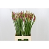 Nerine Favoriet