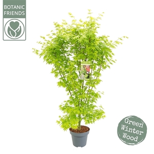 Acer palm. 'Going Green'®