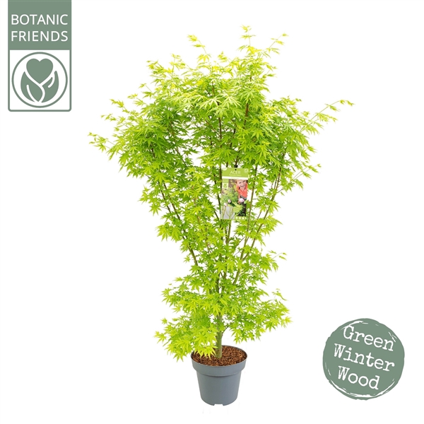 <h4>Acer palm. 'Going Green'®</h4>