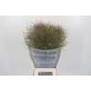 Panicum Heavy Metall