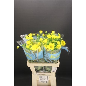 Ran Butterfly Artemis 60cm