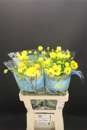 <h4>Ran Butterfly Artemis 60cm</h4>