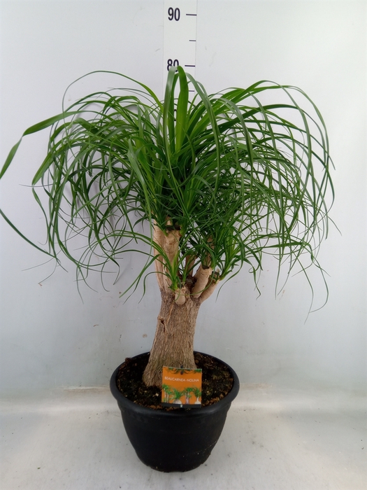 <h4>Beaucarnea recurvata</h4>