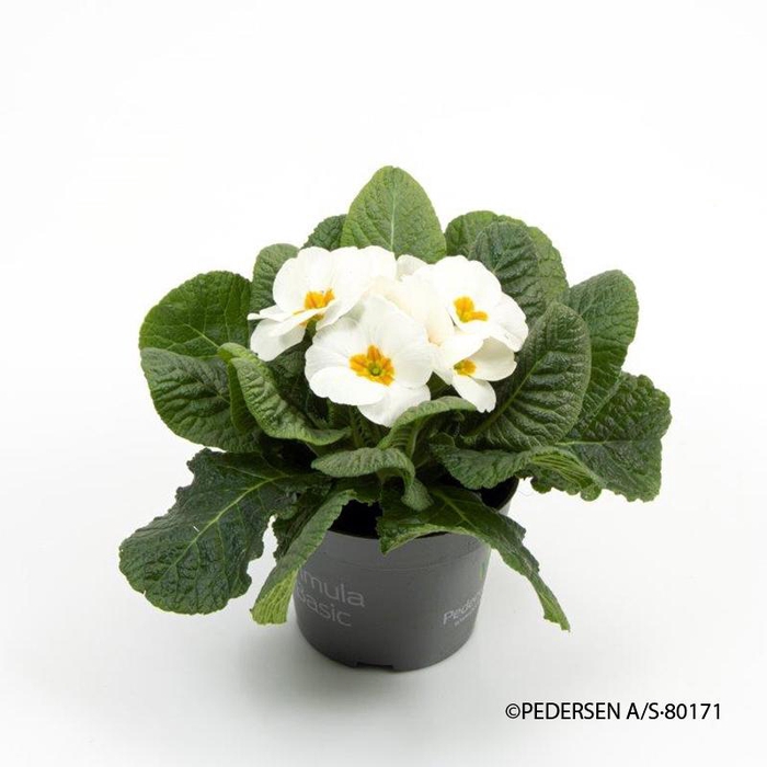 <h4>PRIMULA VULGARIS-HYBRID WIT</h4>