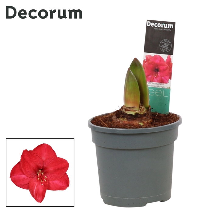 <h4>Amaryllis Hot Pink 2 Knop (Decorum)</h4>