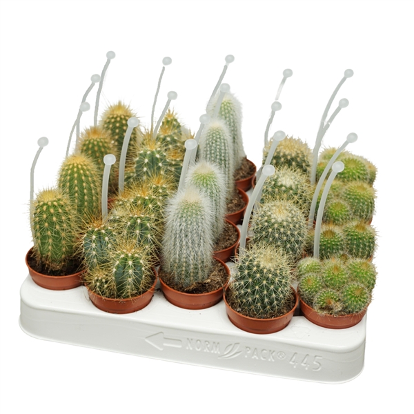 <h4>Cactus mix op rij 5,5 cm met picker</h4>