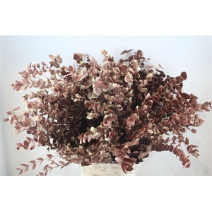 Euca Cinerea Antque Red 200gr P Bunch