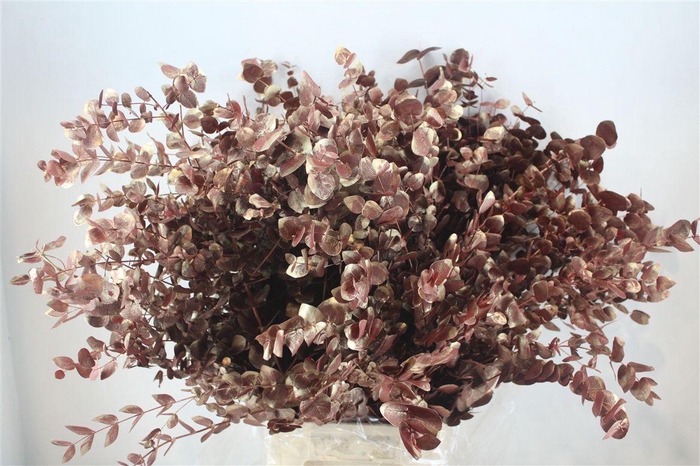 <h4>Euca Cinerea Antque Red 200gr P Bunch</h4>