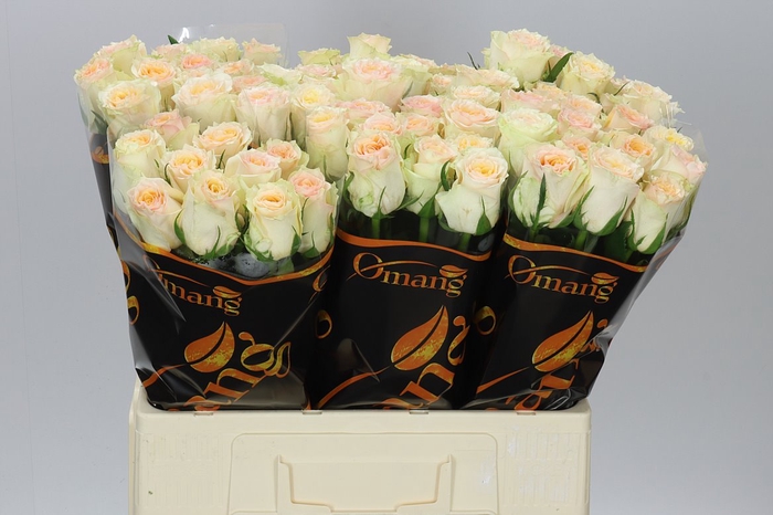 <h4>Rosa Gr Brinessa</h4>