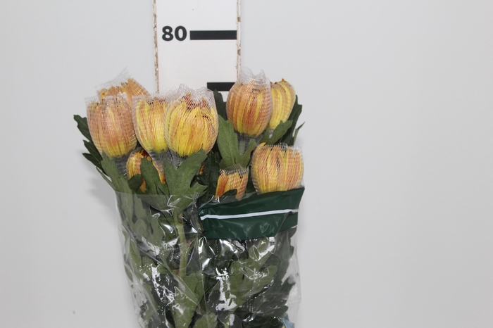 <h4>ANASTASIA DARK FUEGO 080 CM</h4>