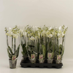 PHAL AN INVERNESS