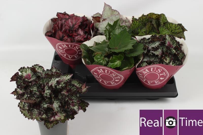 <h4>BEG BEL GEM</h4>