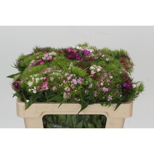 Dianthus Br Mix Rainbow