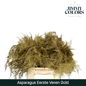 Asparagus 1ste Goud