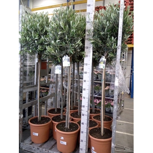 Olea europaea