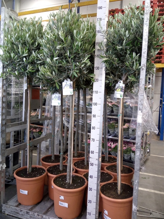<h4>Olea europaea</h4>