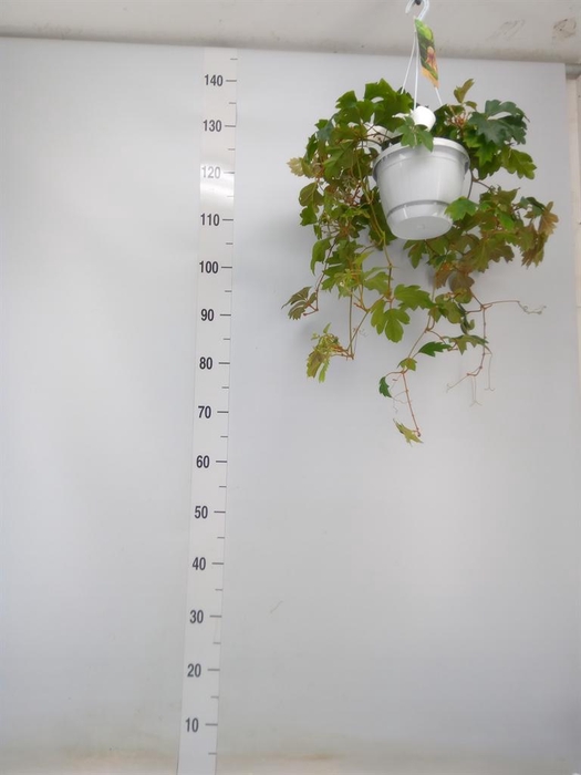 <h4>Cissus rhombifolia 'Ellen Danica'</h4>