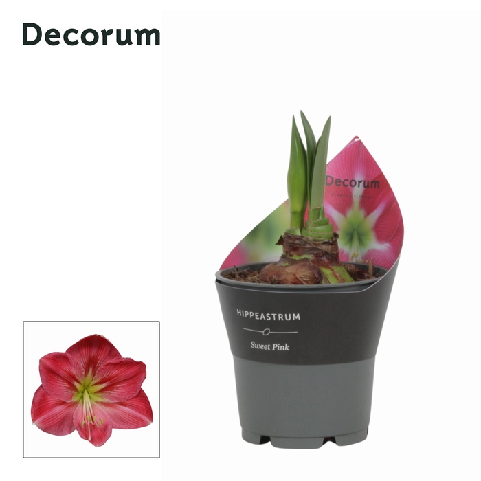 <h4>Amaryllis Sweet Pink 2 knop Extra OP Potkraag (Decorum)</h4>