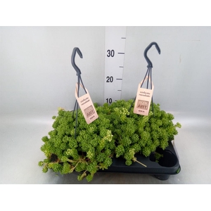 Sedum   ...