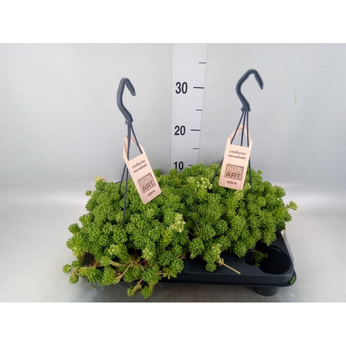 <h4>Sedum   ...</h4>