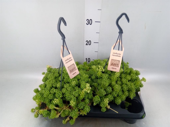 <h4>Sedum   ...</h4>