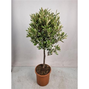 Olea Europaea Stem -1241