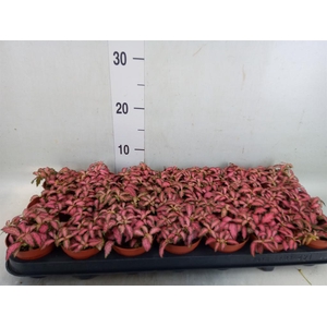 Fittonia  'Mosaic Pink Forest Flam'