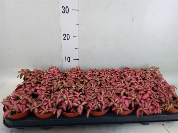 <h4>Fittonia  'Mosaic Pink Forest Flam'</h4>