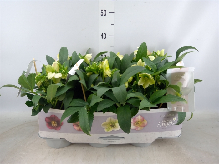 <h4>Helleborus x hybr. 'Viv Viviana'</h4>