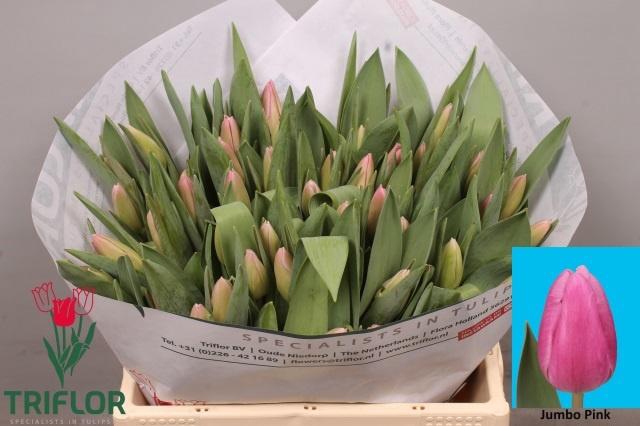 <h4>TU EN JUMBO PINK</h4>