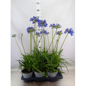Agapanthus  'Everpanthus Sapphire'