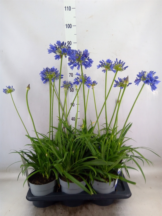 <h4>Agapanthus  'Everpanthus Sapphire'</h4>