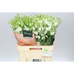 Eust En Botanic White