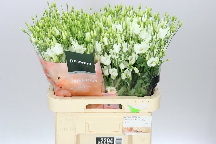 <h4>Eust En Botanic White</h4>