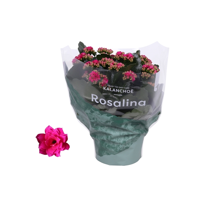 <h4>Kalanchoe Rosalina 15cm Don Victorio paars</h4>