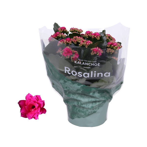 <h4>Kalanchoe Rosalina Don Victorio 15cm</h4>